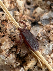 Hyalomma