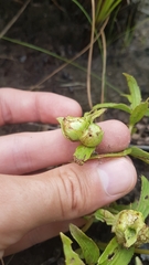 Ichthyothere terminalis