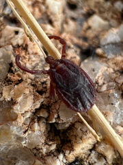 Hyalomma