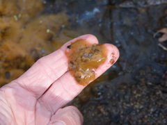 Gallionellaceae