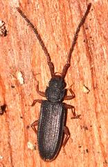Uleiota planata