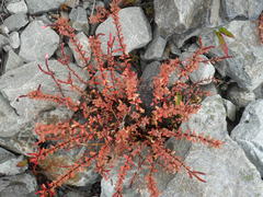 Epilobium melanocaulon
