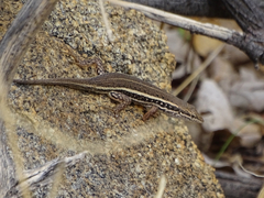 Trachylepis variegata