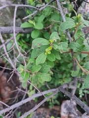 Diospyros lycioides