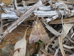 Uresiphita ornithopteralis