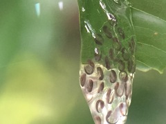 Agalychnis callidryas