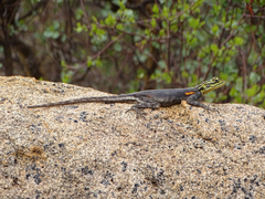 Agama planiceps