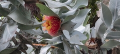 Eucalyptus macrocarpa
