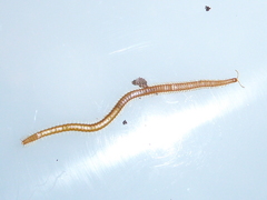 Haplophilus subterraneus