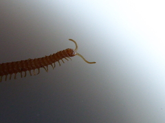 Haplophilus subterraneus