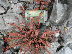 Epilobium melanocaulon