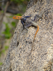 Agama planiceps