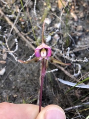 Disperis capensis capensis
