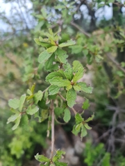 Diospyros lycioides
