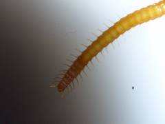 Haplophilus subterraneus