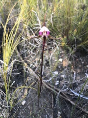 Disperis capensis capensis