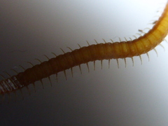 Haplophilus subterraneus