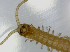 Haplophilus subterraneus