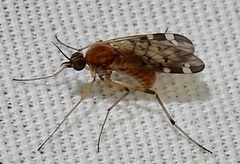 Sylvicola alternatus