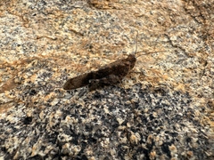 Oedipodinae