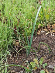 Dipterostemon capitatus capitatus