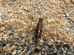 Oedipodinae