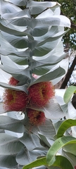 Eucalyptus macrocarpa