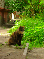 Felis catus