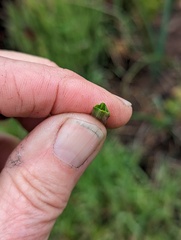 Dipterostemon capitatus capitatus