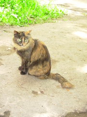 Felis catus