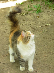 Felis catus