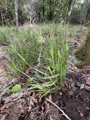 Anthoxanthum occidentale