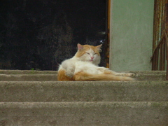 Felis catus