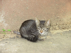 Felis catus