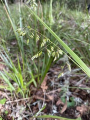 Anthoxanthum occidentale