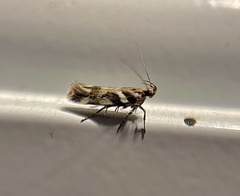 Aristotelia roseosuffusella