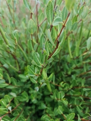 Cryptolepis oblongifolia