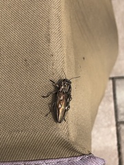 Chalcophora georgiana