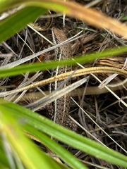 Trachylepis variegata