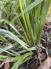 Anthoxanthum occidentale