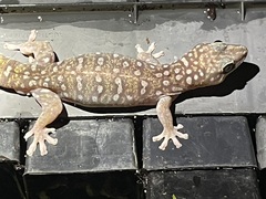 Oedura tryoni