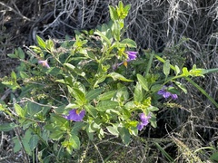 Solanum parishii