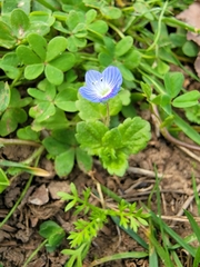 Veronica persica