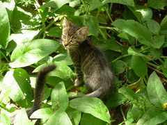 Felis catus