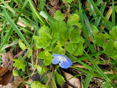 Veronica persica