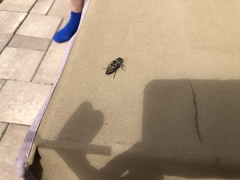 Chalcophora georgiana