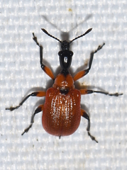 Apoderus coryli