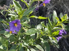 Solanum parishii