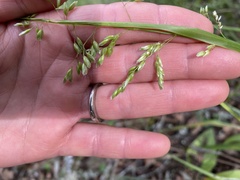 Anthoxanthum occidentale