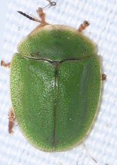 Cassida viridis
